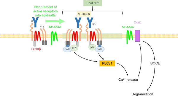 graphic file with name nihms-1582554-f0001.jpg