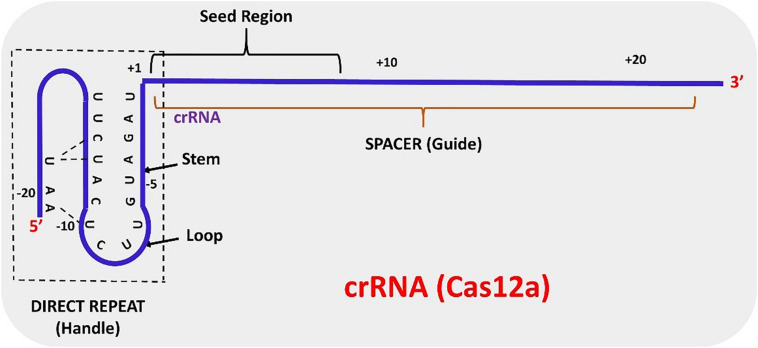 FIGURE 2