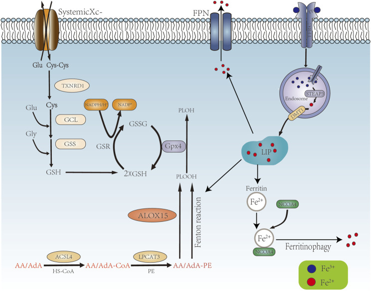 FIGURE 1