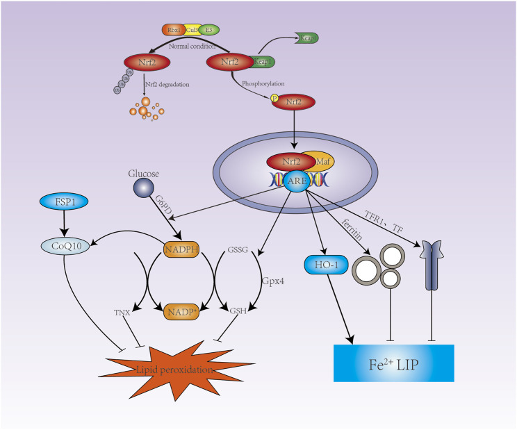 FIGURE 2