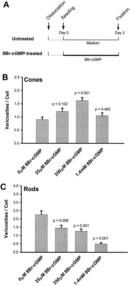 Fig. 12.