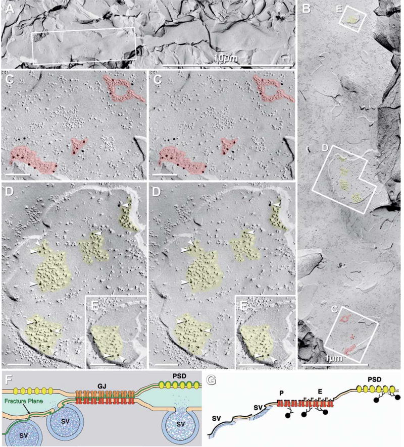 Fig. 14