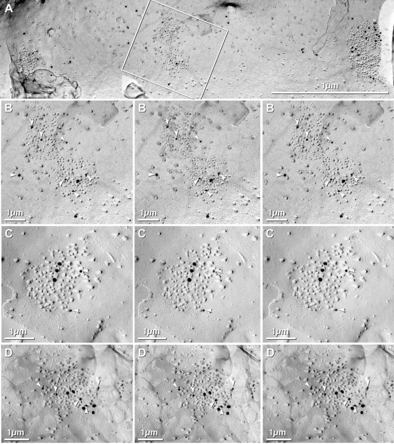 Fig. 13