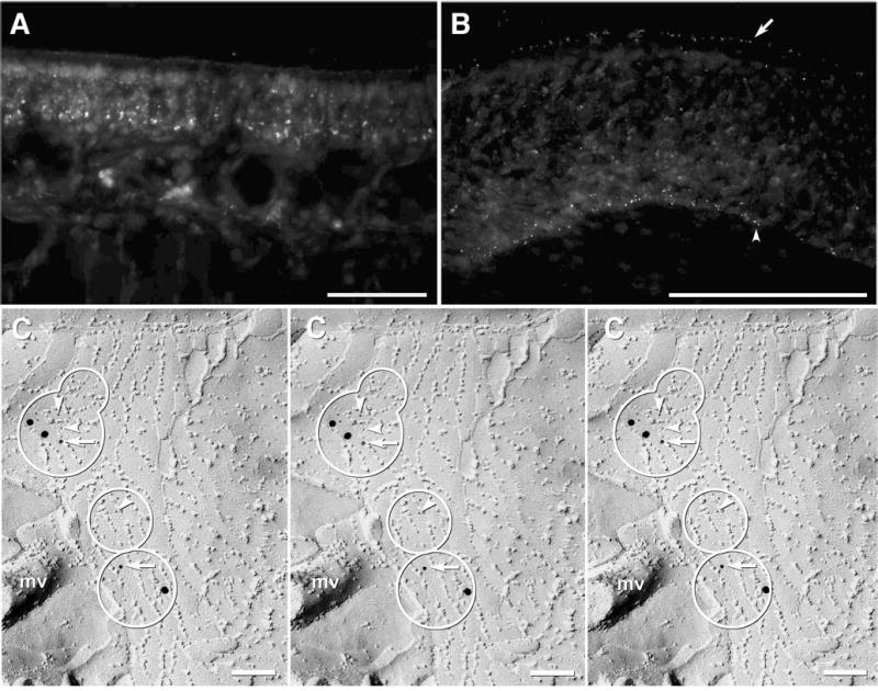 Fig. 5