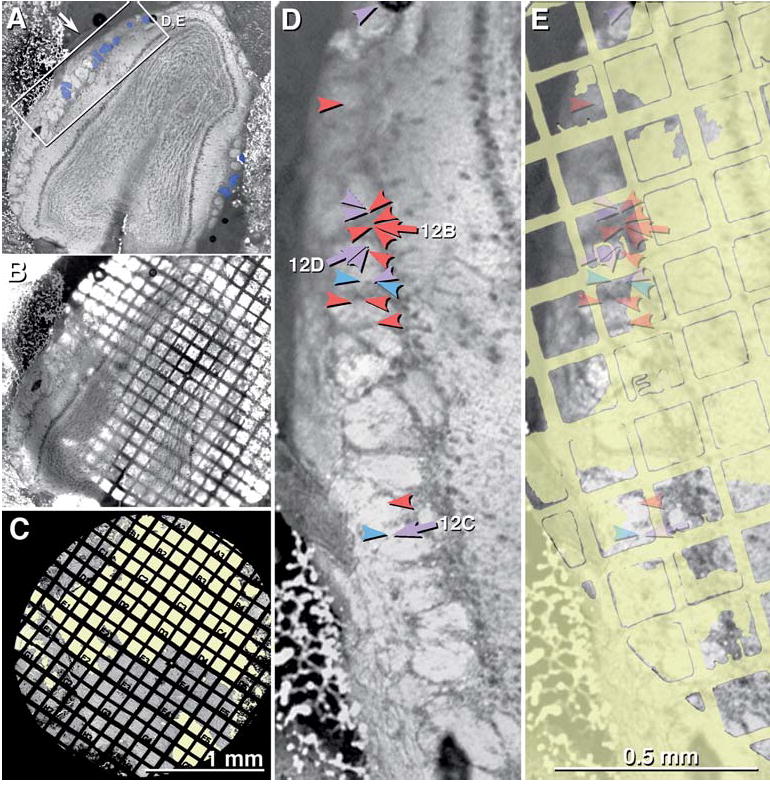 Fig. 9