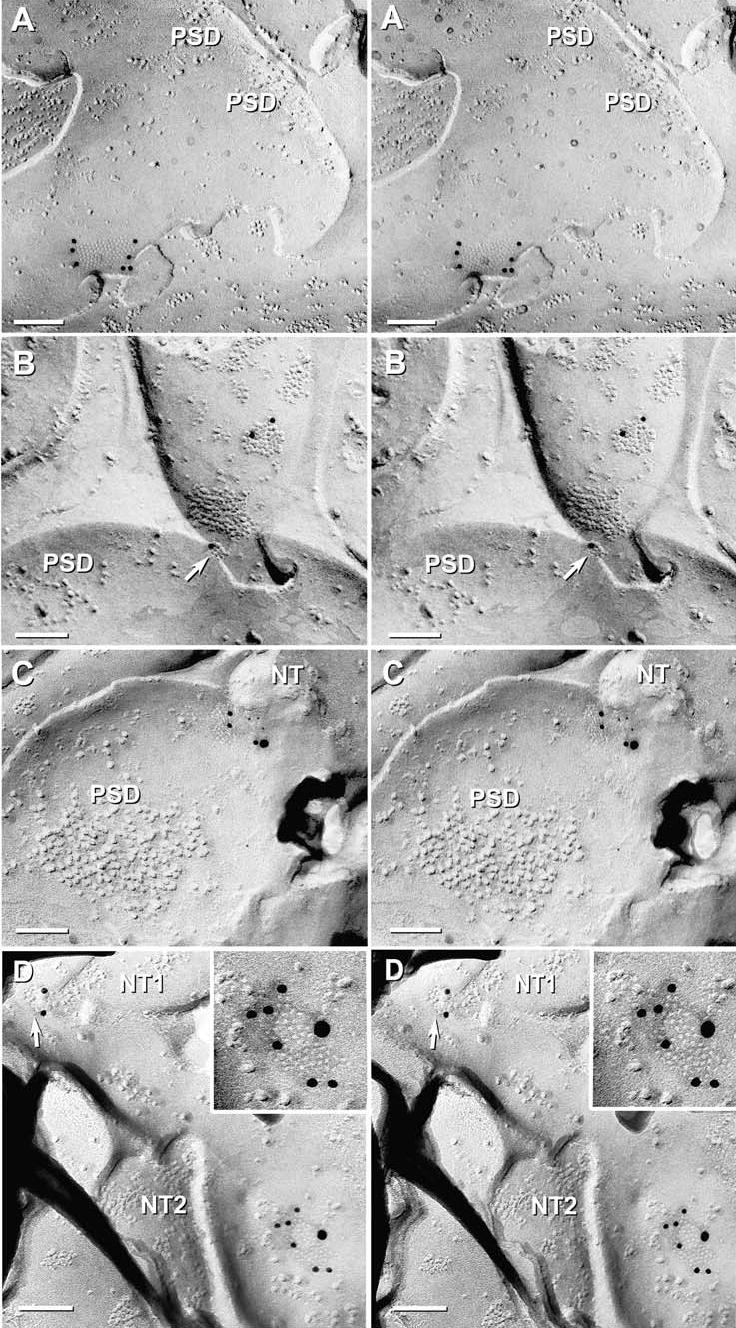 Fig. 12