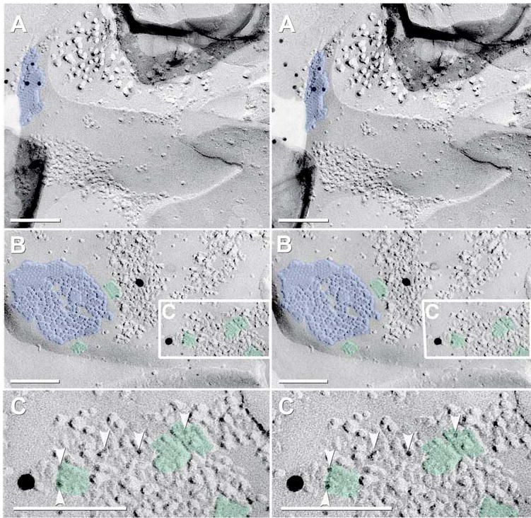 Fig. 11