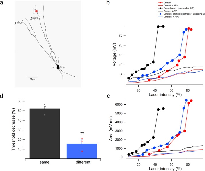 Figure 5—figure supplement 1.