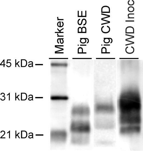 FIG 1