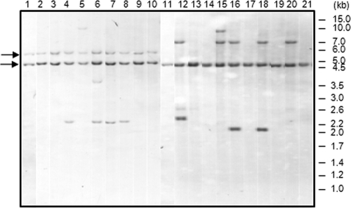 FIG. 2.