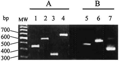 FIG. 1.