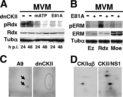 FIG. 6.