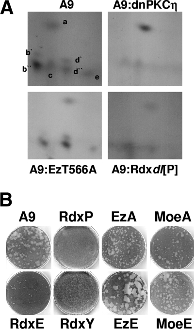 FIG. 7.