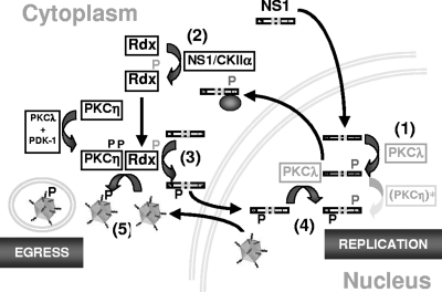 FIG. 8.