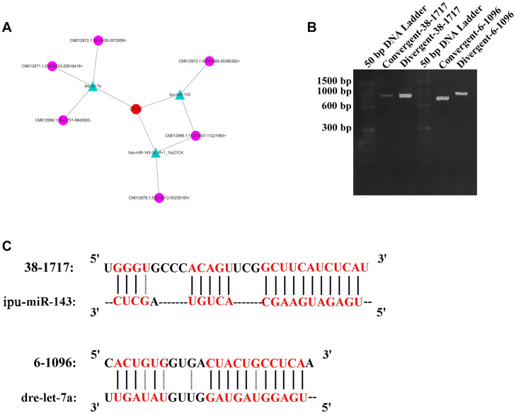 FIGURE 6