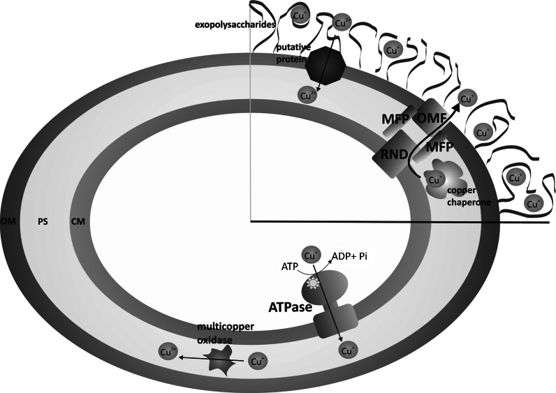 Fig. 1