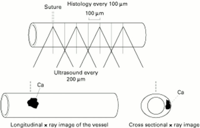 Figure 5  