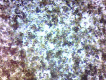Fig. 10.