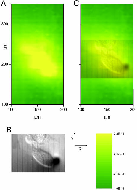 Fig. 7.