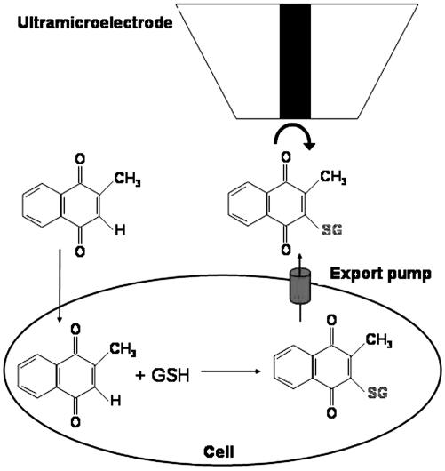 Fig. 1.