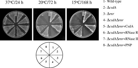 FIG. 5.