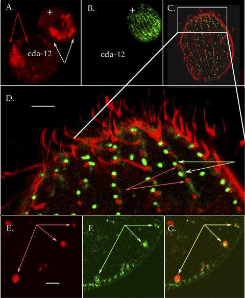 FIG. 4.