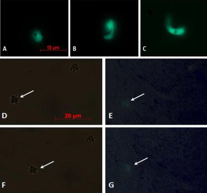 Fig. 4