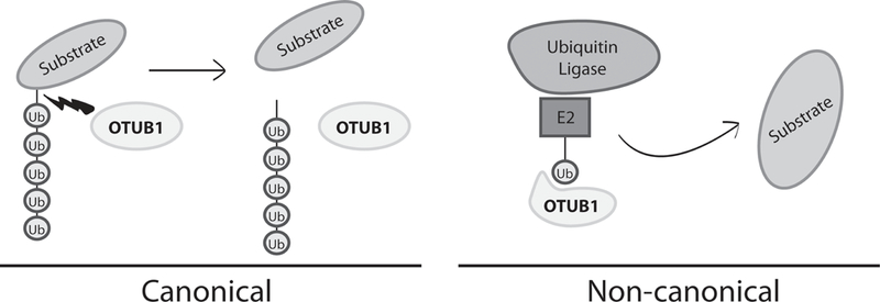 Figure 2)