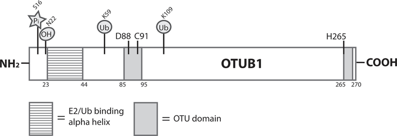 Figure 1)