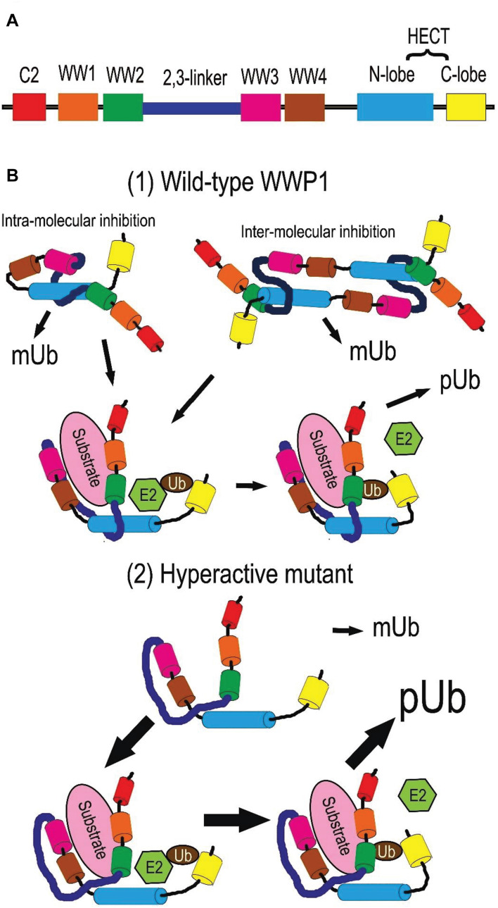 FIGURE 2