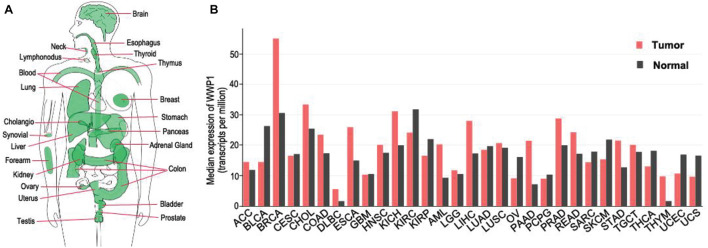 FIGURE 1