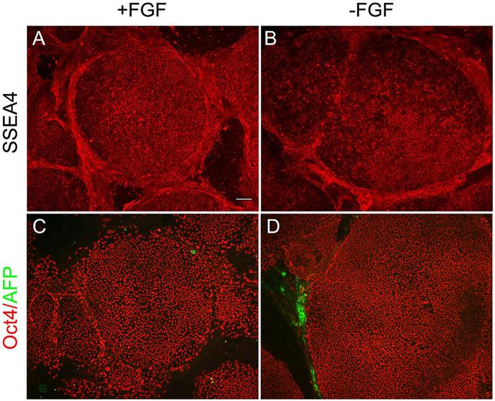 Fig 6