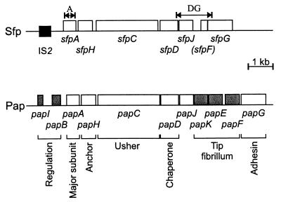 FIG. 1