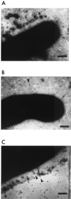 FIG. 7
