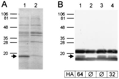 FIG. 6