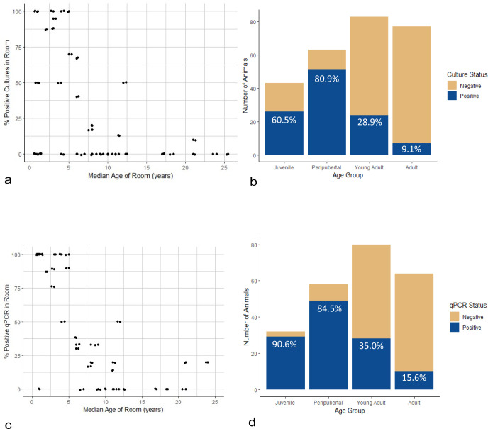 The scatter plots compare positive culture and qPCR percentages with median room age, while bar charts show the distribution of animals with positive or negative results across age groups, highlighting 15%–90% in qPCR and 9%–60% in culture status.