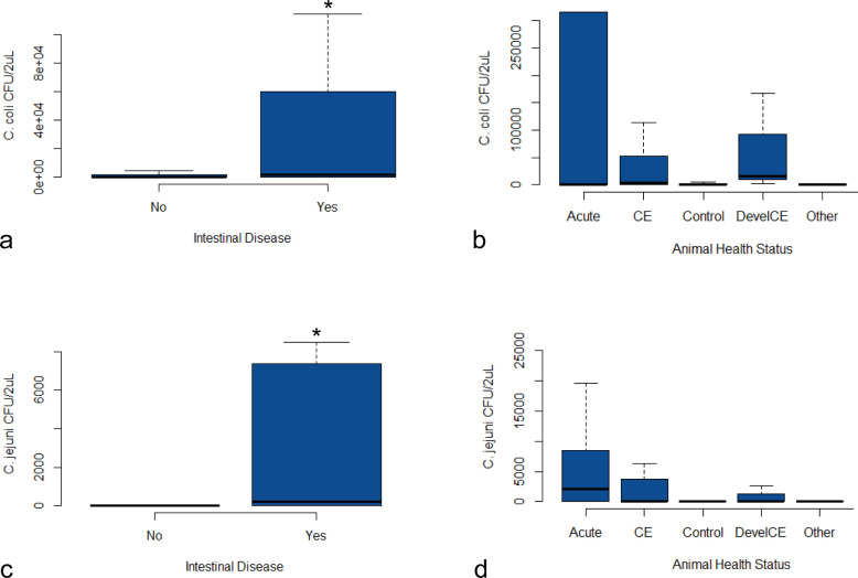 The bar charts compare C. coli and C. jejuni counts across categories. Counts are higher in animals with intestinal disease and lower in those without disease. Acute cases exhibit the highest bacterial counts compared to other health statuses.