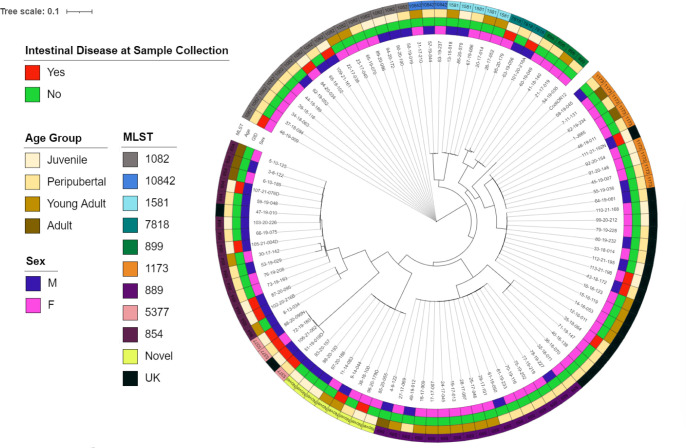 A circular phylogenetic tree of E. coli isolates features intestinal disease samples in the inner rings, with age groups and MLST types linked to bacterial strains, highlighting genetic diversity. Another ring shows the sex of the individuals.