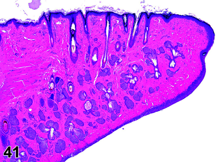 Figure 41.