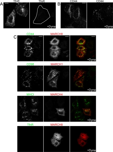 FIGURE 6: