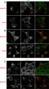 FIGURE 4: