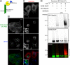 FIGURE 10: