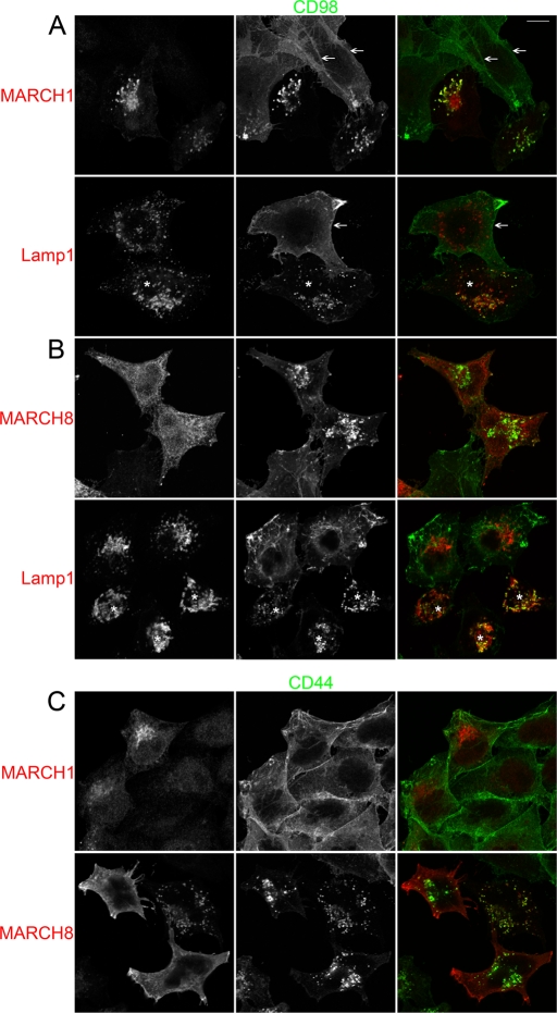 FIGURE 4: