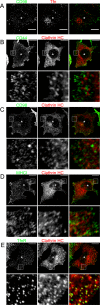 FIGURE 5: