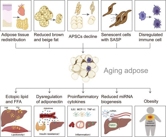 Adipose tissue aging: mechanisms and therapeutic implications - PMC