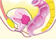 Figure 1b