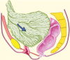 Figure 2b