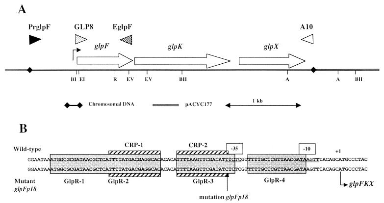 FIG. 1