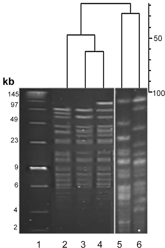 Fig 6