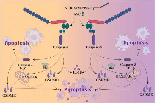 Figure 4.